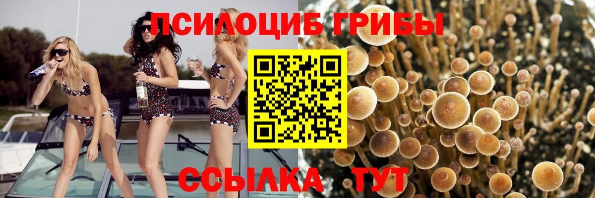 Галлюциногенные грибы Psilocybe  Вход с VPN  Алапаевск 